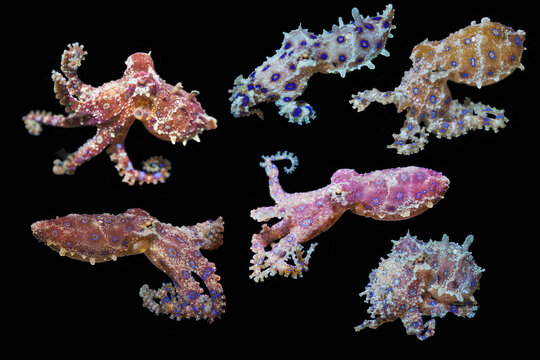 Blue-ringed octopus (Hapalochlaena sp.) composite image on black background, Lembeh Strait, North Sulawesi, Indonesia. 