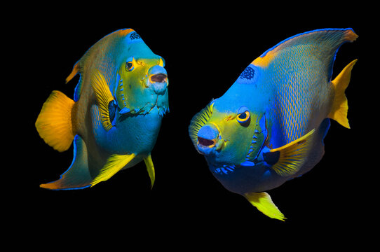 Queen angelfish (Holacanthus ciliaris) composite image on blackbackground, Bonaire,  Antilles, Caribbean, . .