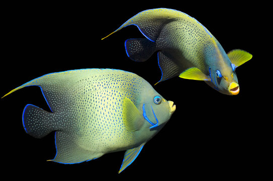 Semicircle angelfish (Pomacanthus semicirculatus) composite image on black background, Indonesia. 