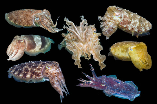 Broadclub cuttlefish (Sepia latimanus) composite image showing variation of colour and shape,  on black background, Lembeh Strait, North Sulawesi, Indonesia. 