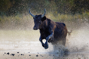 Camargue bull (Bos taurus) running through marshland, Camargue, France. October. 
