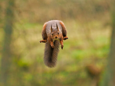 Red squirrel (Sciurus vulgaris) leaping through the air, Yorkshire Dales National Park, England, UK. 