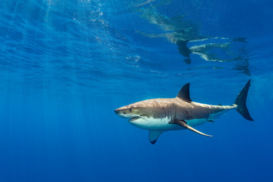 Male Great white shark (Carcharodon carcharias) swimming beneath the surface, Guadalupe Island, Baja California, Mexico, Pacific Ocean. 