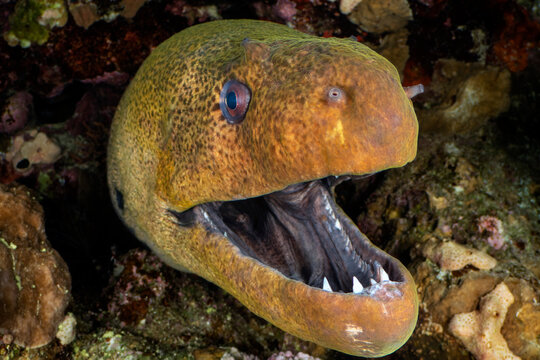 Giant moray (Gymnothorax javanicus) with mouth open, looming out of a crevice in coral reef at night, Sharm El Sheikh, Egypt, Red Sea. 