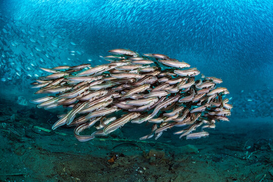 Striped catfish (Plotosus lineatus) school swimming over seabed, with schooling fish behind, Ambon Bay, Maluku Archipelago, Banda Sea, Indonesia. 