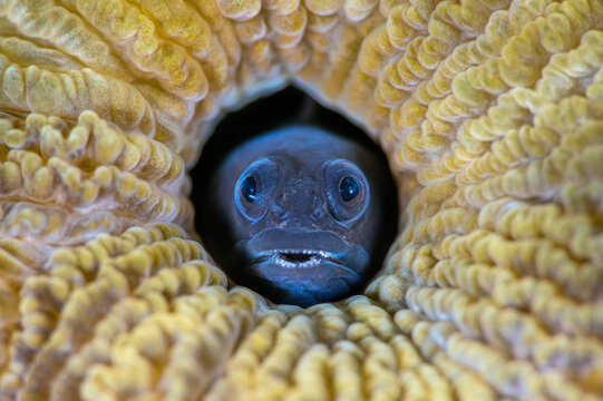 Male Blackhead blenny (Emblemariopsis bahamensis) peering out from a hole in a Brain coral (Scleractinia), Grand Cayman, Cayman Islands, Caribbean Sea. 