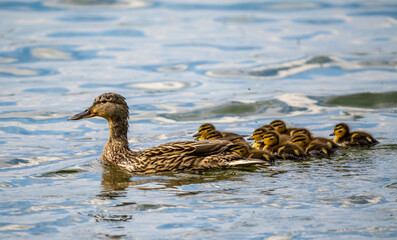 Stockente