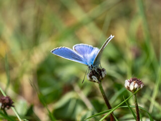 Bläuling