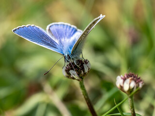 Bläuling
