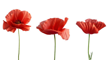 Stunning red poppy on a transparent background capturing the delicate beauty of nature in spring. This botanical illustration showcases the vibrant blossom with intricate petal details, perfect for fl