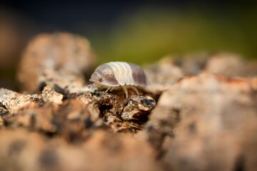 Panda King ball isopoda rathkes woodlouse, Cubaris sp. 