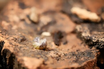 Panda King ball isopoda rathkes woodlouse, Cubaris sp. 