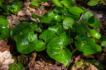 Shiny green foliage from wild ginger plants, Asarum europaeum