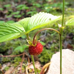 Ripe wild strawberry - Fragaria vesca in June