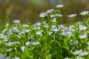 A herbaceous plant with beautiful creeping speedwell flowers in a meadow. Flowering of Veronica...