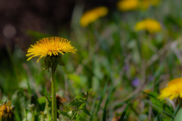 Grass field full of bright yellow dandelions in full bloom, gardening nightmare