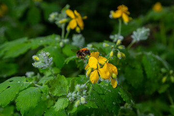 Greater Celandine, yellow wild flowers, close up. Chelidonium majus is poisonous, flowering, medicinal plant of the family Papaveraceae. Yellow-orange opaque sap of Tetterwort plant cures warts