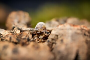 Panda King ball isopoda rathkes woodlouse, Cubaris sp. 