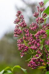 Common Lilac Syringa vulgaris blooming with violet-purple double flowers surrounded with green leaves in spring
