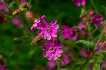 Beautiful red to pink campion. Rote Nichtnelke. Compagnon rouge. Silene dioica
