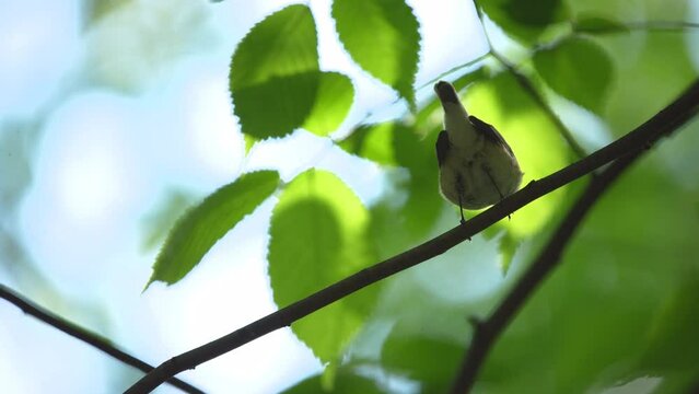 The red-breasted flycatcher (Ficedula parva) is a small passerine bird in the Old World flycatcher family.