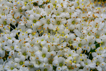 White inflorescence of on a branch of a plant called Viburnum lantana Aureum close-up