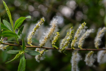 Salix atrocinerea. Close-up of a jack salce branch with the mature female catkins, seeds, and leaves