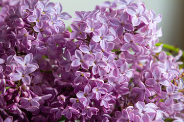 Common Lilac Syringa vulgaris blooming with violet-purple double flowers surrounded with green leaves in spring