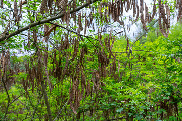Robinia pseudoacacia, commonly known as black locust with seeds