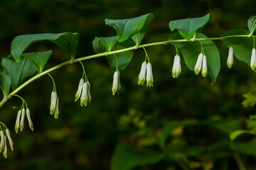 Polygonatum multiflorum flower in meadow, close up