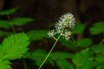 Eurasian baneberry with flower, Actaea spicata
