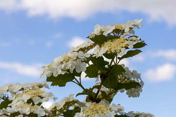 Viburnum flower in bloom. Beautiful macro shot of white flower clusters of ornamental plant