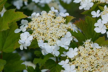 Viburnum flower in bloom. Beautiful macro shot of white flower clusters of ornamental plant