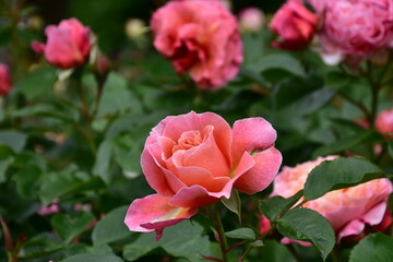 pink roses in nature,Austria