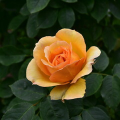 yellow rose of variety Sophia Renaissance in garden,Austria