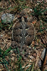 Horned Lizard