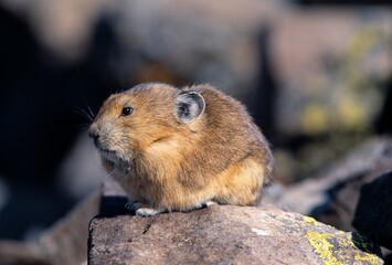 Pika