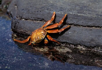 Sally Lightfoot Crab, Santiago Island