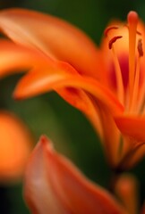 Close-Up Of A Tiger Lily Blossom