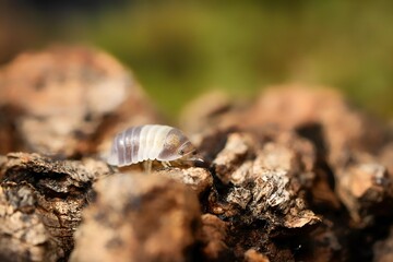 Panda King ball isopoda rathkes woodlouse, Cubaris sp. 