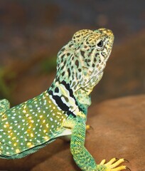 Collared Lizard