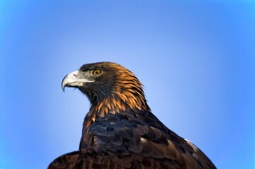 Golden Eagle