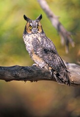 Long Eared Owl On Branch