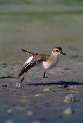 Black-Bellied Plover Bird On Beach