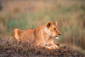 Lioness In Natural Habitat