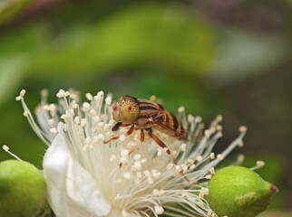 Macro & Closeup of Yellow eyed hoverfly insect on plant with pollen grains in morning time during sunrise. It have compound eyes of yellow color with