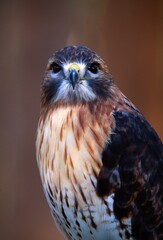 Portrait Of Red-Tailed Hawk