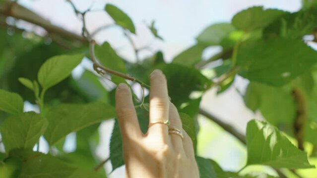 Woman's Hand Reaches for a Mulberry on a High Branch and Picks It.