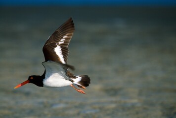 American Oystercatcher (Haematopus Palliatus) In Flight