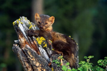 Marten Martes Americana Mossy Tree